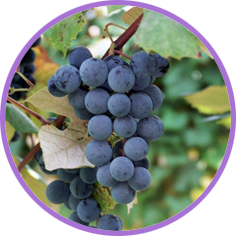 Grape juice and grape jellies and jams are long-time favorites of children and adults alike. America’s favorite grape juice and grape jelly come from Concord grapes.